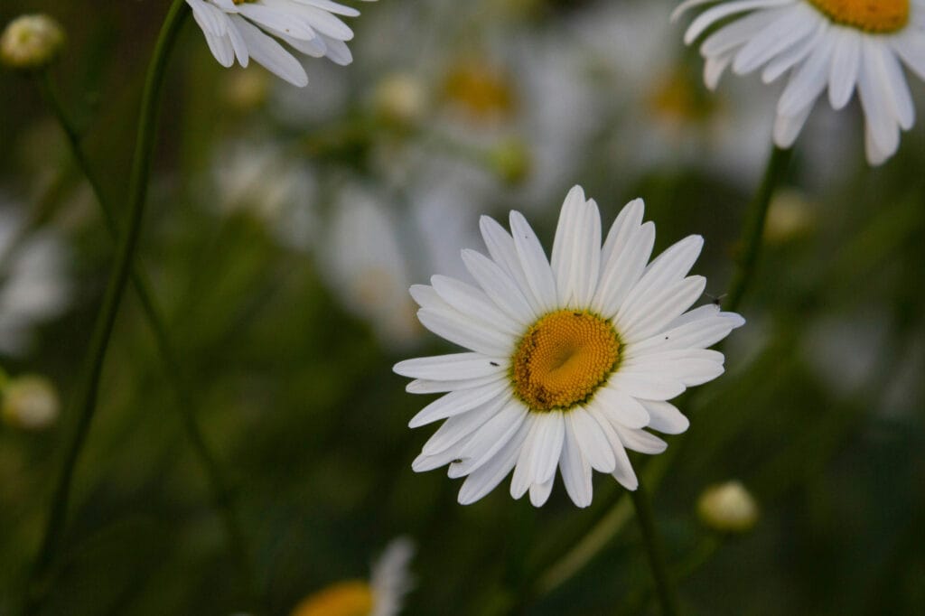 Enhance Your Meditation chamomile (2)