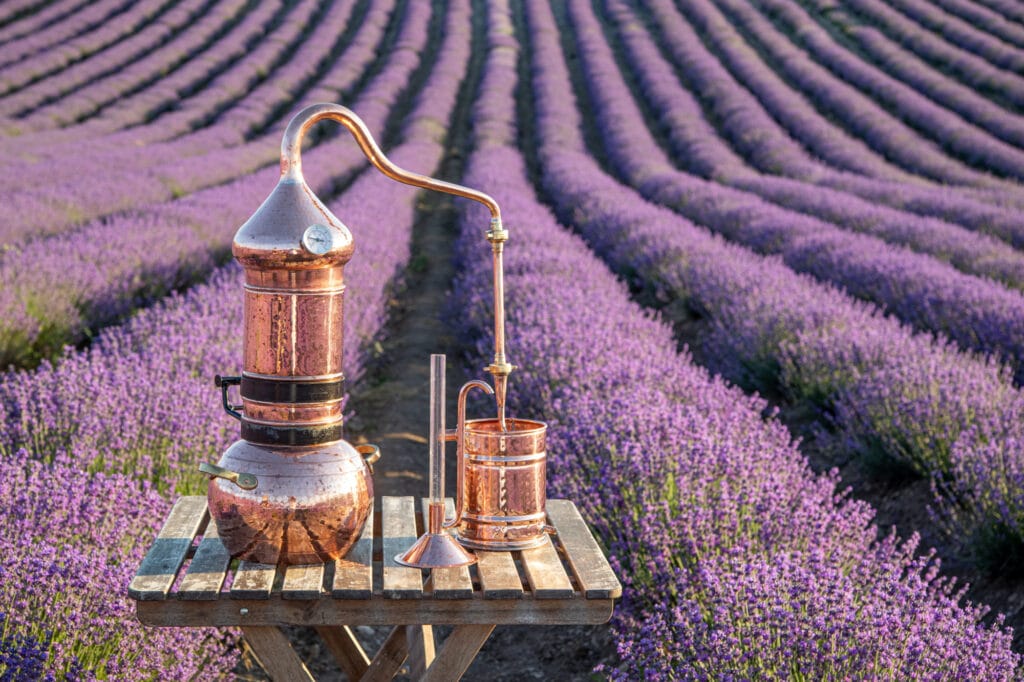 Essential Oils distillation of lavender essential oil and hydrolate. copper alambik for the flowering field. jpg. www edited