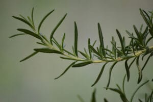 rosemary pure essential oil for hair and wellness routine