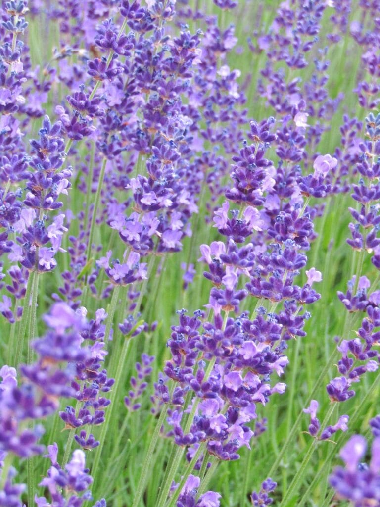 Enhance Your Meditation lavender, purple, blossoms, bumblebee, violet, lavender field, lavender, lavender, lavender, lavender, lavender, lavender field