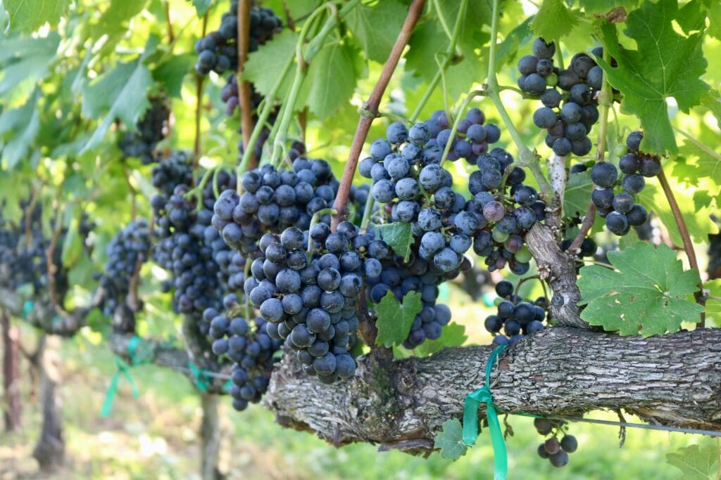 Vibrant grapes hanging on the vine ready for harvest in a sunny North Carolina vineyard.